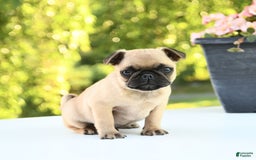 Pug dogs for sale: Sport - Image 3
