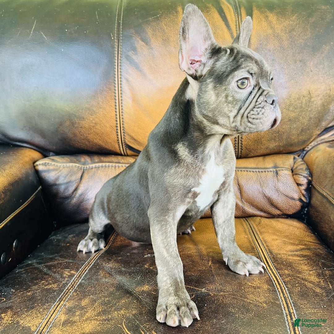 French Bulldog dogs for sale: Buddy - Image 1