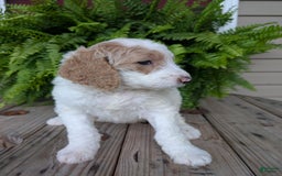 Goldendoodle dogs for sale: Sue - Image 8