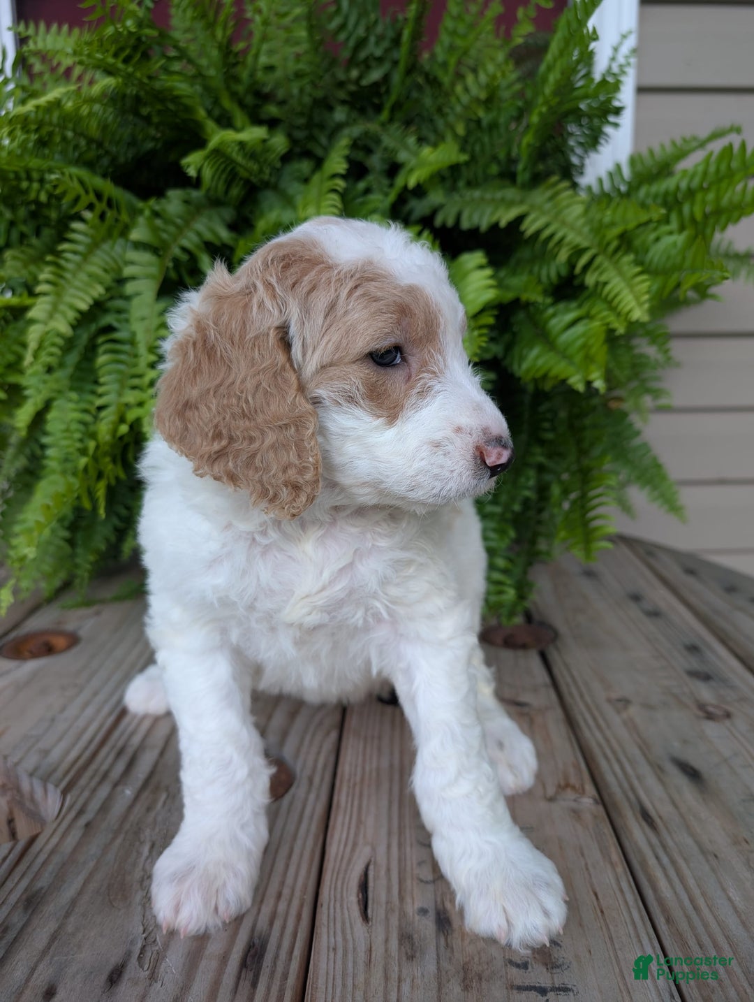 Goldendoodle dogs for sale: Sue - Image 8