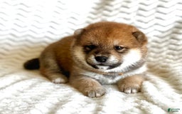 Shiba Inu dogs for sale: Joy - Image 1