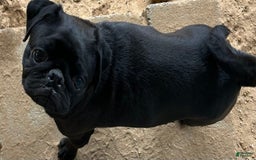 Pug dogs for sale: Scotty - Image 4