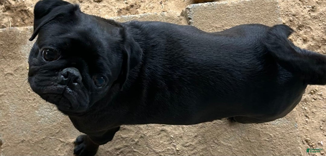 Pug dogs for sale: Scotty - Image 4