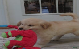 Golden Retriever dogs for sale: Erin - Image 11