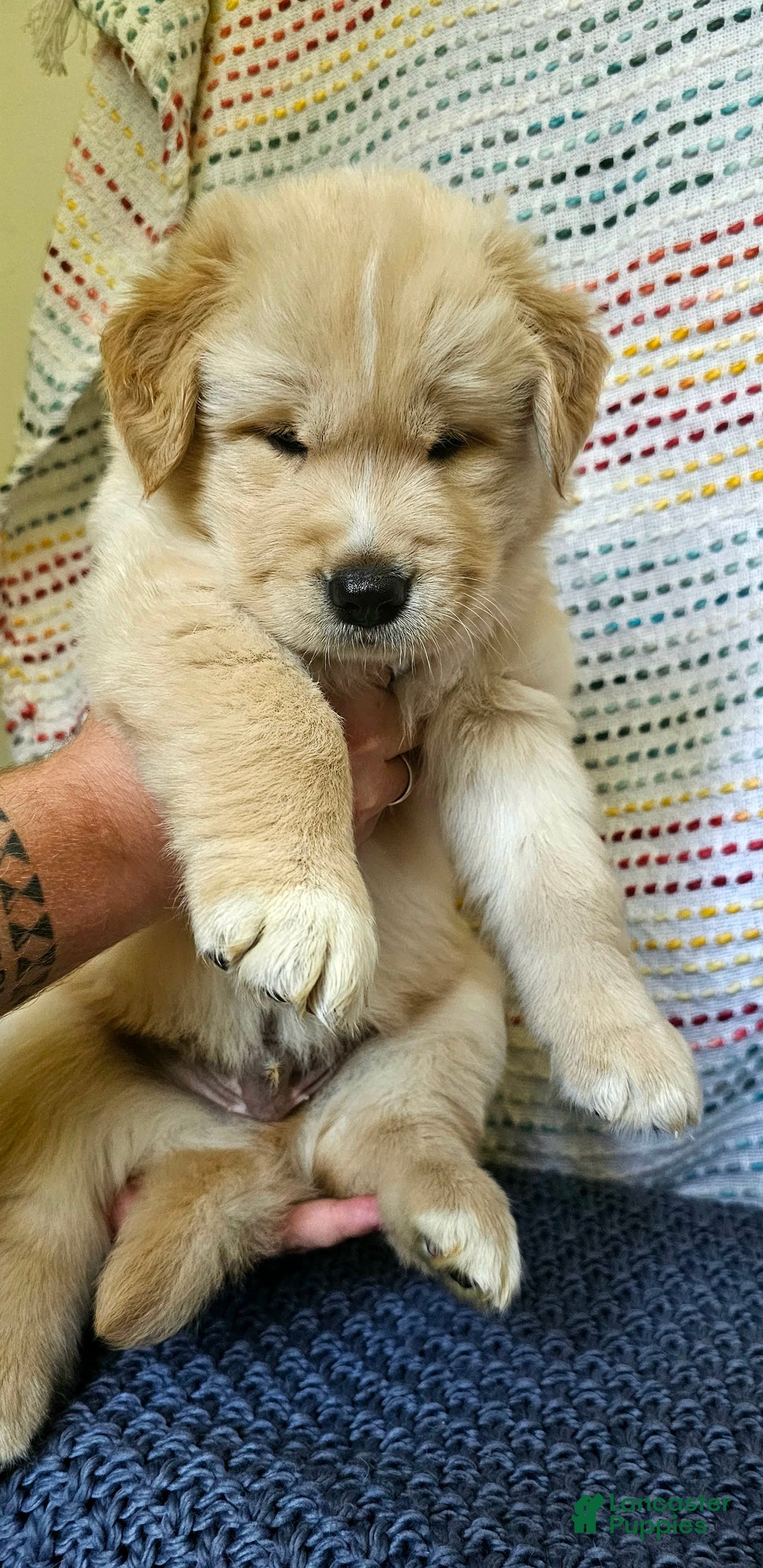 Goberian dogs for sale: Hotdog - Image 4