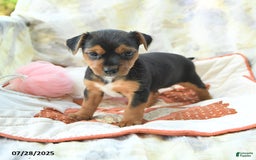 Yorkshire Terrier dogs for sale: Yorkshire Terrier 6 puppies - Image 18