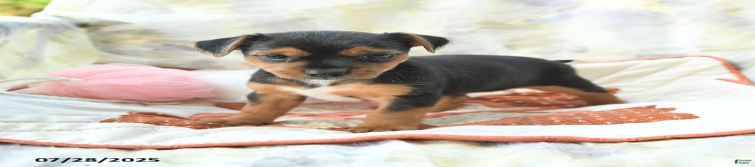 Tuffy