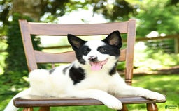 Border Collie dogs for sale: Poppy - Image 3