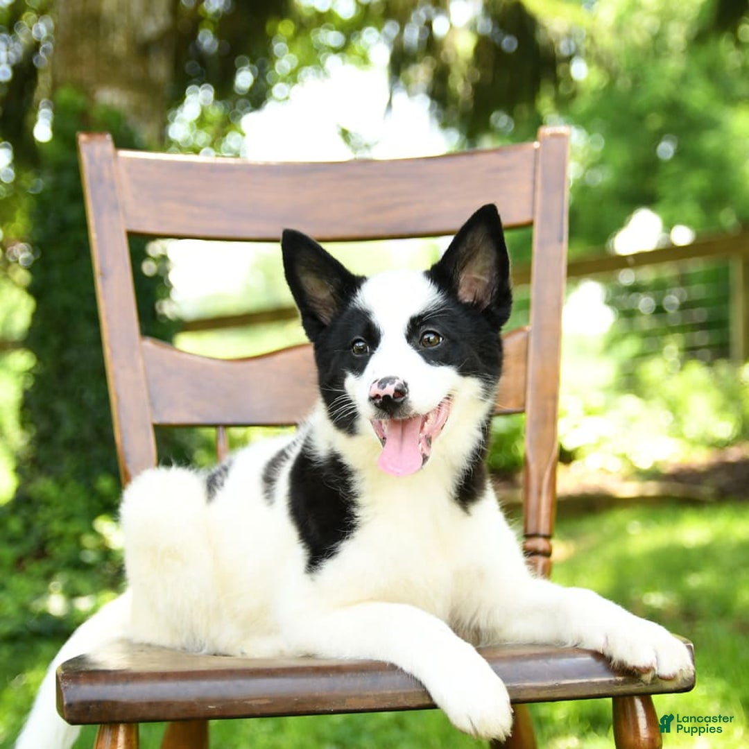 Border Collie dogs for sale: Poppy - Image 3