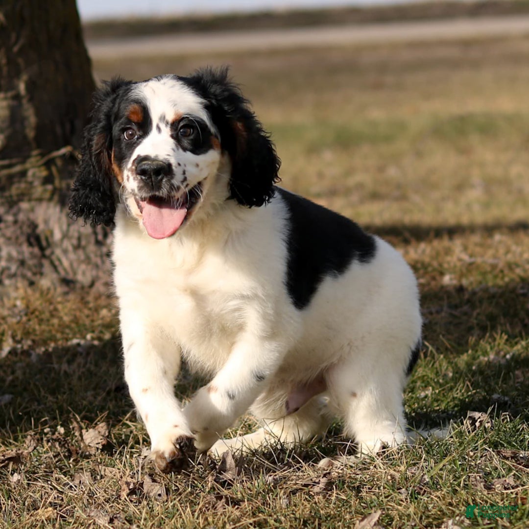 Saint Berdoodles dogs for sale: Buddy - Image 7