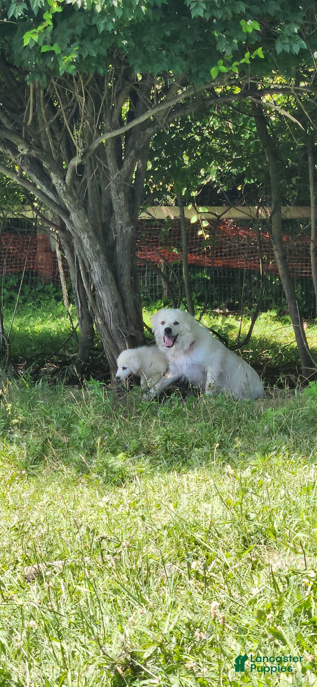 Great Pyrenees dogs for sale: Freckles - Image 1