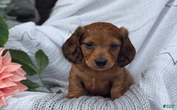 Miniature Dachshund dogs for sale: Teddy - Image 1