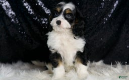 Cavapoo dogs for sale: Ash - Image 5