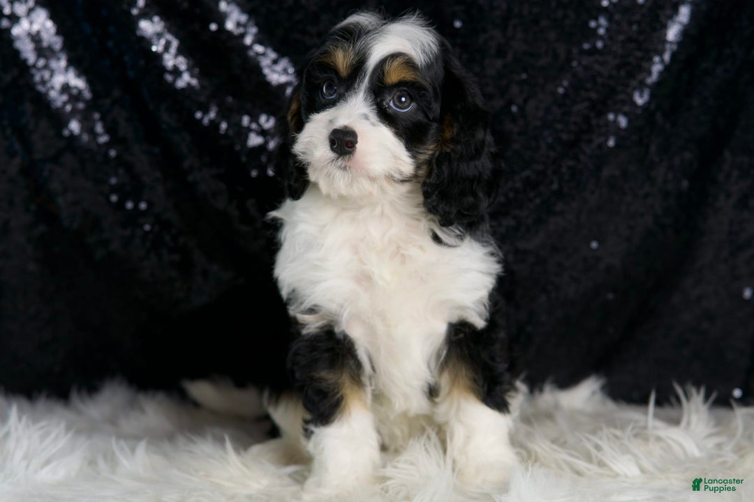 Cavapoo dogs for sale: Ash - Image 5
