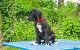 Great Dane dogs for sale: Athena - Image 2