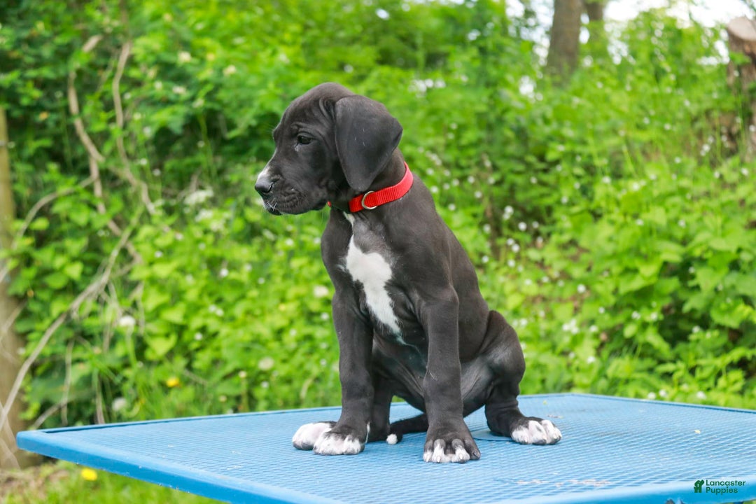 Great Dane dogs for sale: Athena - Image 2