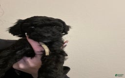 Standard Poodle dogs for sale: Ross - Image 1