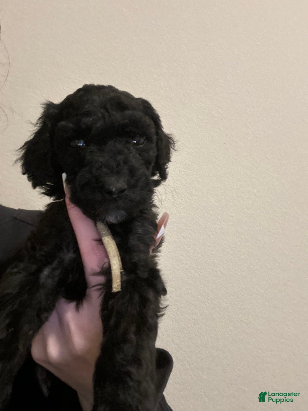 Standard Poodle dogs for sale: Ross - Image 1