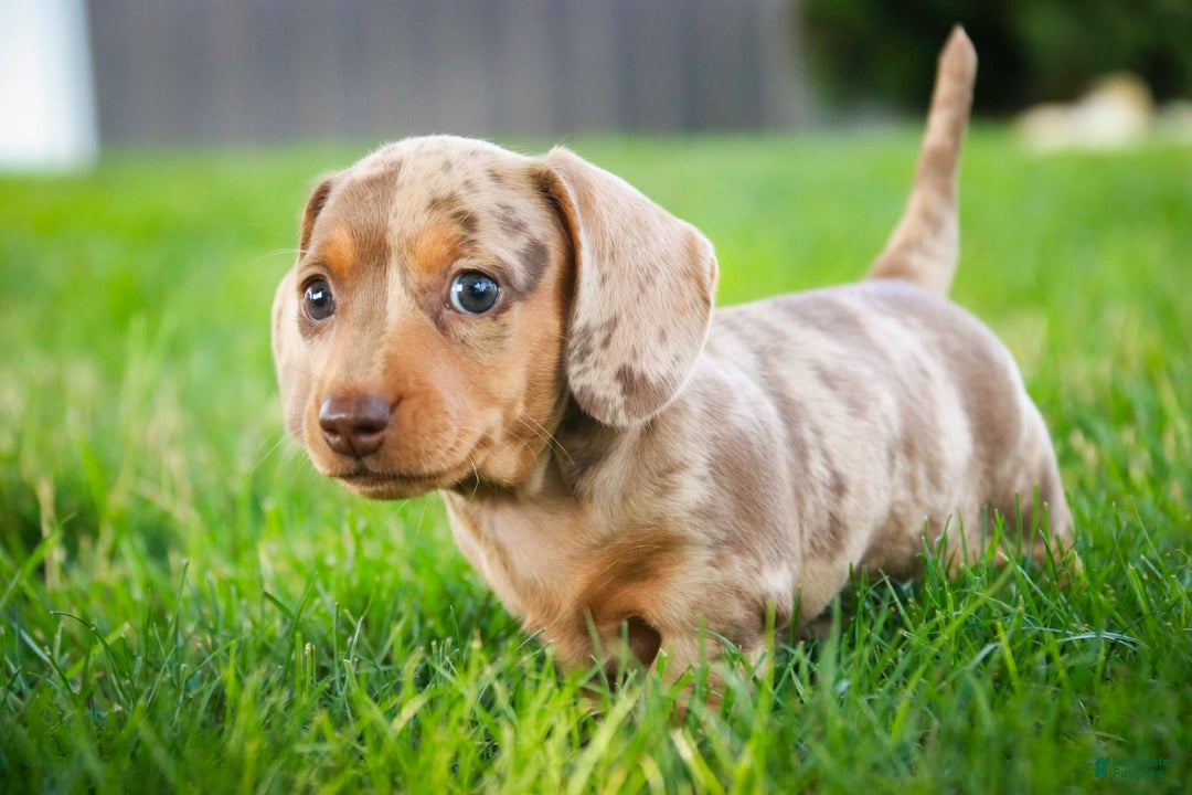 Miniature Dachshund dogs for sale: Feliz - Image 7