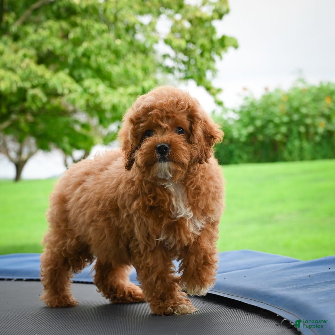 Cavapoo dogs for sale: Chucky - Image 5