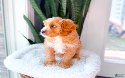Cavapoo dogs for sale: Yager - Image 6