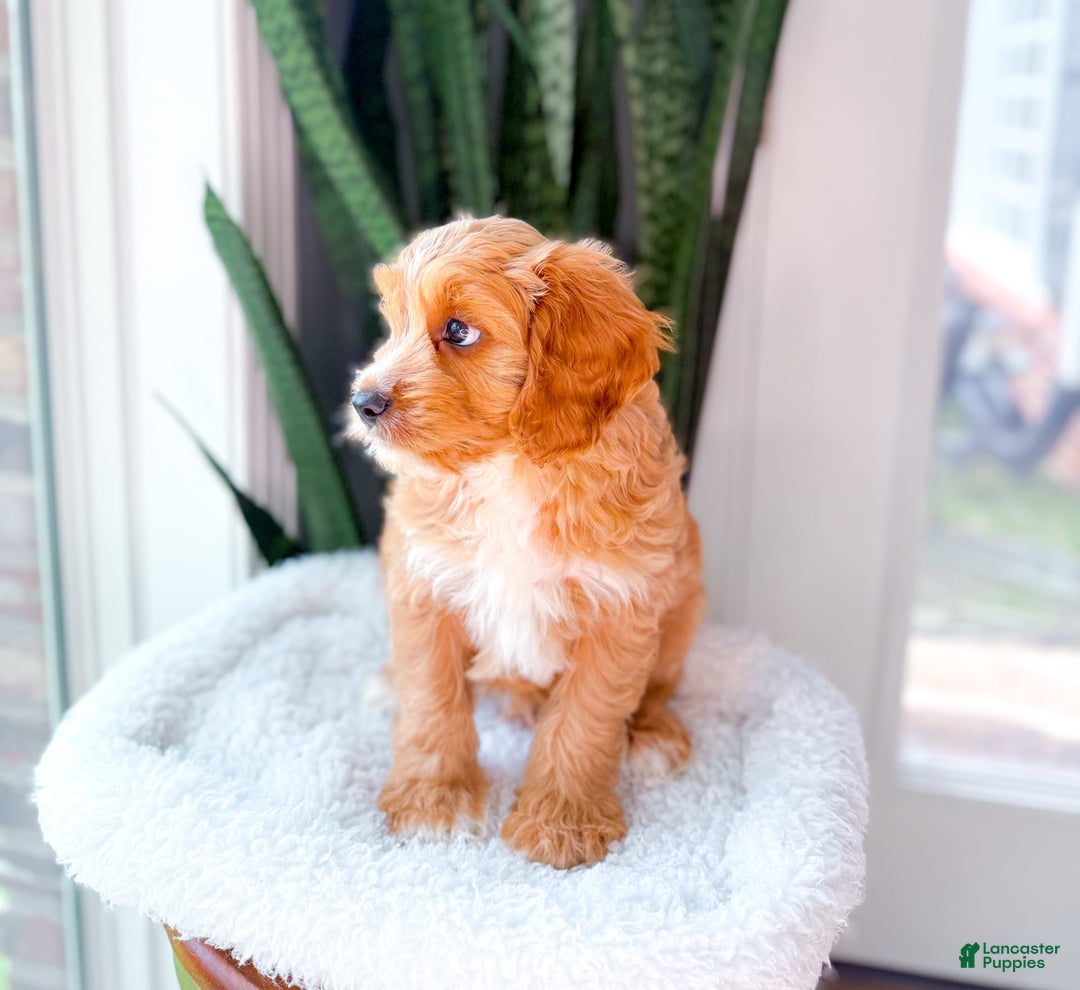 Cavapoo dogs for sale: Yager - Image 6
