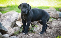 Great Dane dogs for sale: Selene - Image 1