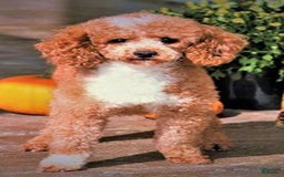 Toy Poodle dogs for sale: Skittles - Image 13