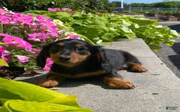 Dachshund dogs for sale: Dustin - Image 3