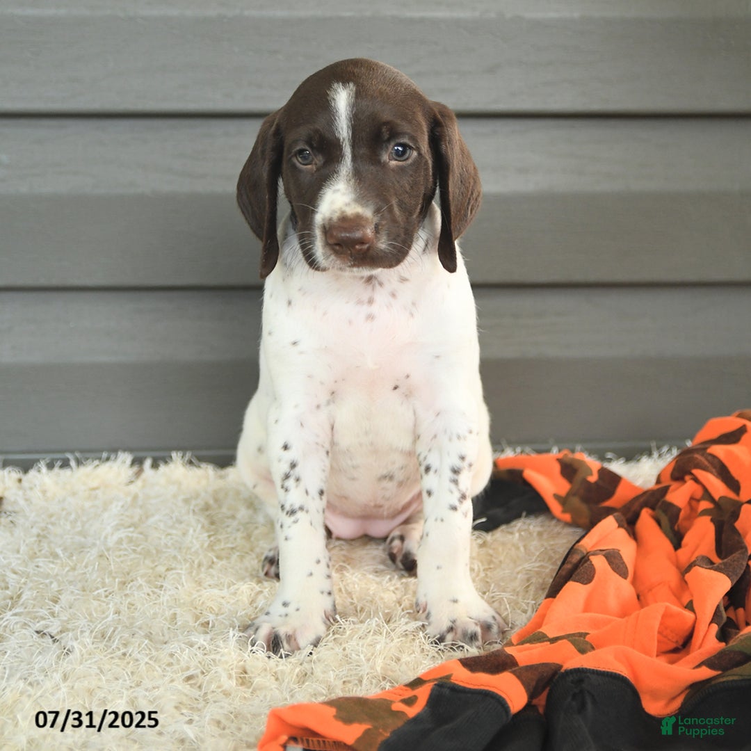 German Shorthaired Pointer dogs for sale: Awesome - Image 1