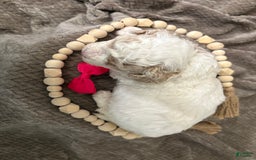 Cavapoo dogs for sale: Cannoli - Image 6