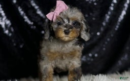 Miniature Poodle dogs for sale: Janet - Image 3