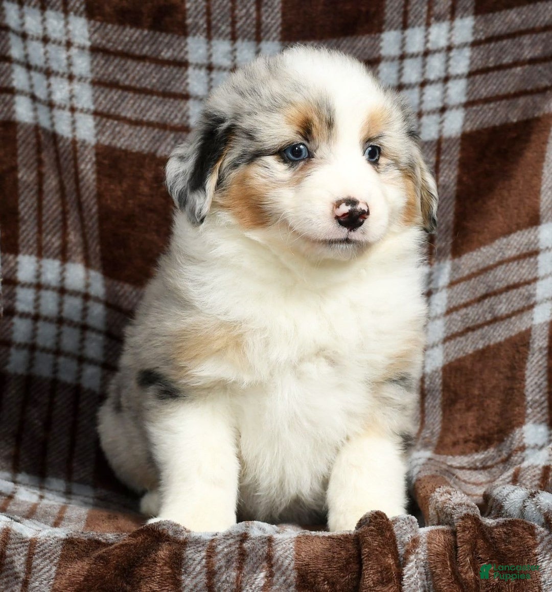 Australian Shepherd dogs for sale: Buddy - Image 2