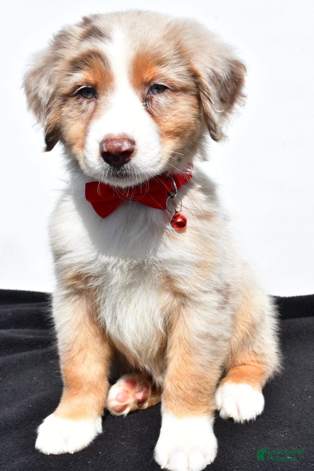 Australian Shepherd dogs for sale: Kobe - Image 1