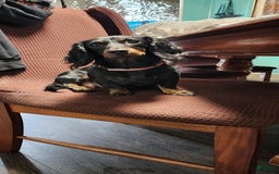 Miniature Dachshund dogs for sale: Romeo - Image 6