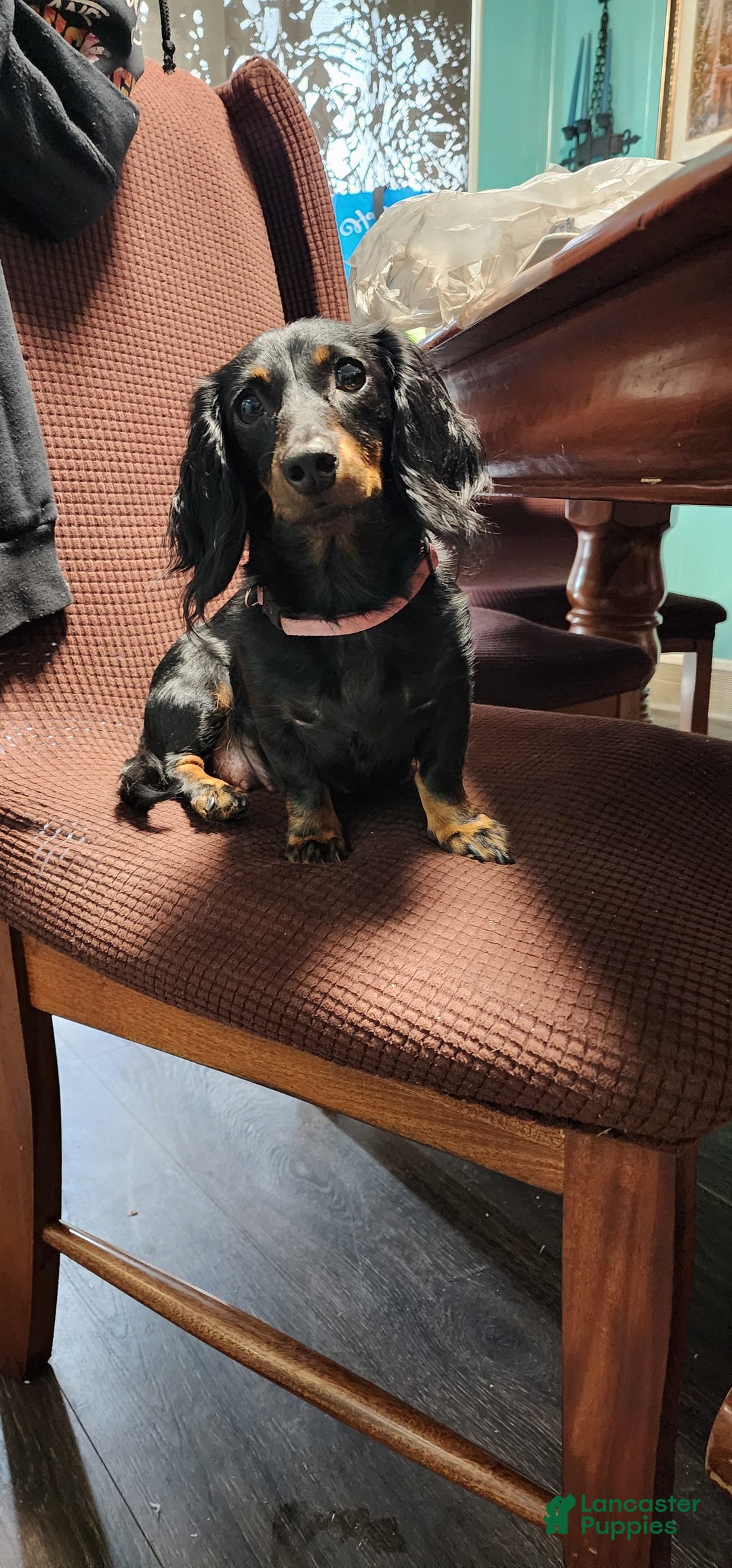 Miniature Dachshund dogs for sale: Romeo - Image 6
