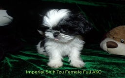 Shih Tzu dogs for sale: Tiny Jewel - Image 22