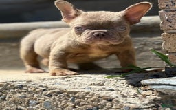 French Bulldog dogs for sale: Crisean Boy 1 - Image 5