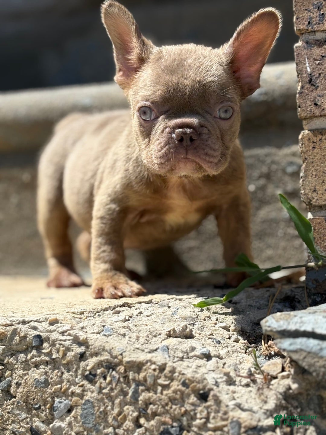 French Bulldog dogs for sale: Crisean Boy 1 - Image 5