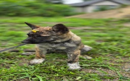 Dutch Shepherd dogs for sale: Puppy - Image 4