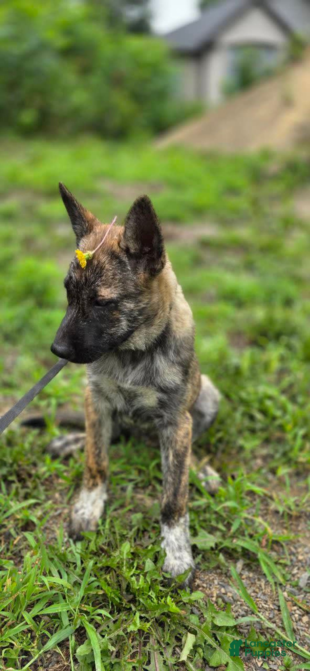 Dutch Shepherd dogs for sale: Puppy - Image 4