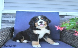Bernese Mountain Dog dogs for sale: Marley - Image 4