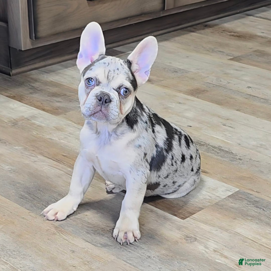 French Bulldog dogs for sale: Carrie - Image 2