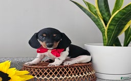 Dachshund dogs for sale: Lil Peanut - Image 19