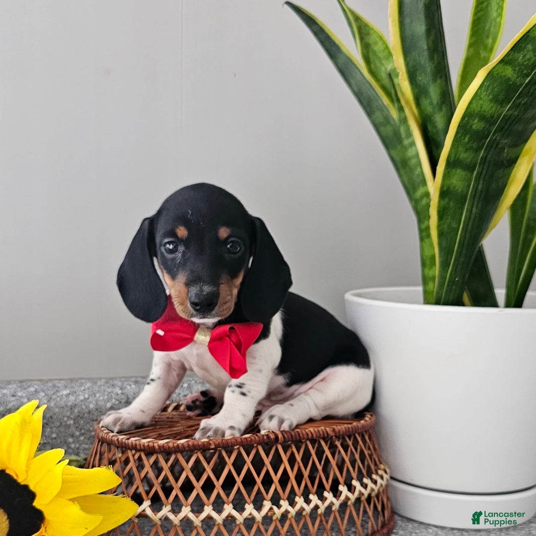 Dachshund dogs for sale: Lil Peanut - Image 19