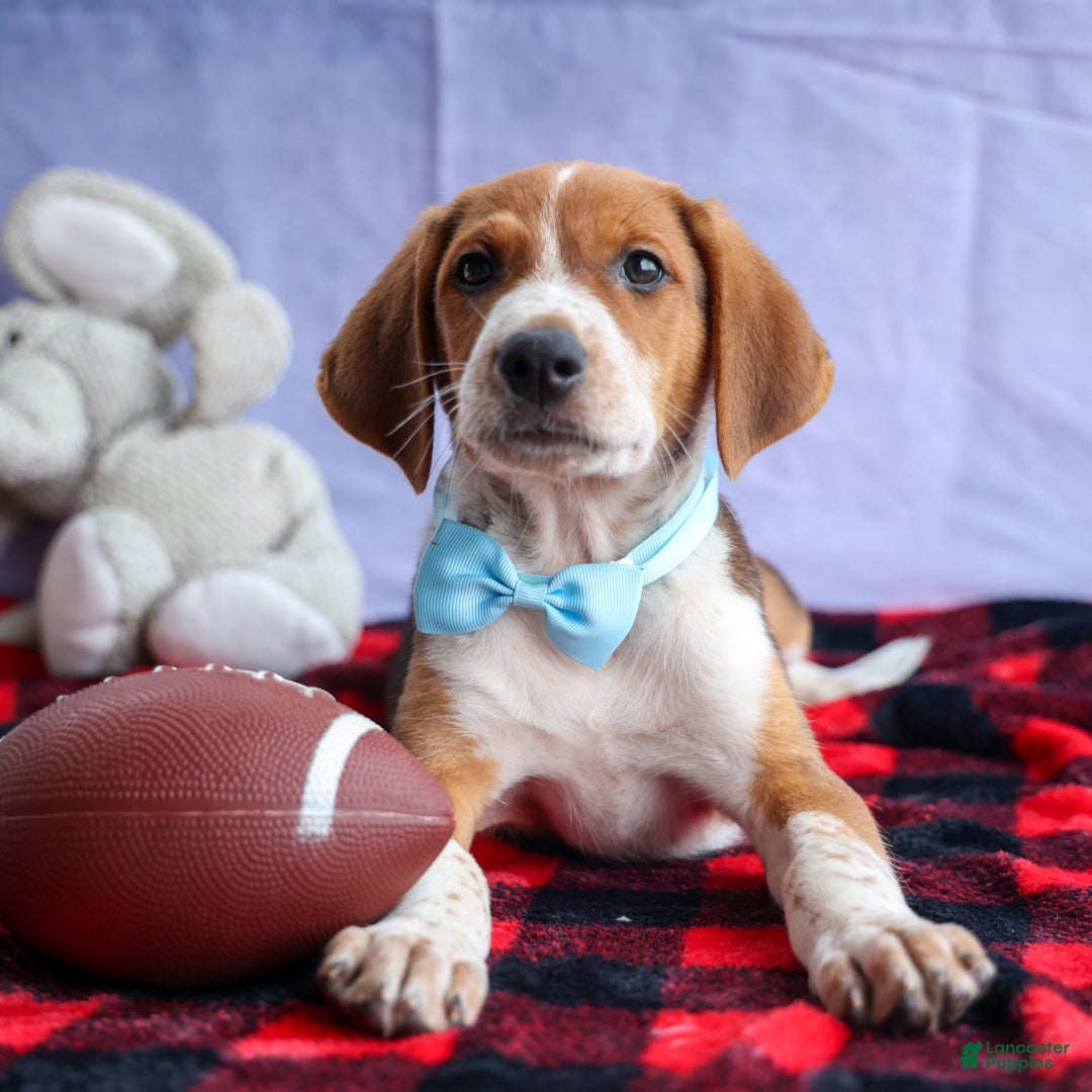 Beagle dogs for sale: Cooper - Image 15