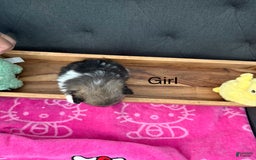 Pomeranian dogs for sale: Pebbles - Image 1