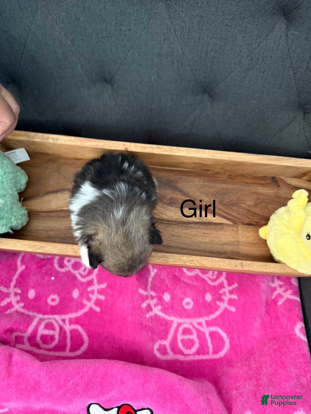 Pomeranian dogs for sale: Pebbles - Image 1