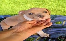 American Bully dogs for sale: Loki - Image 3