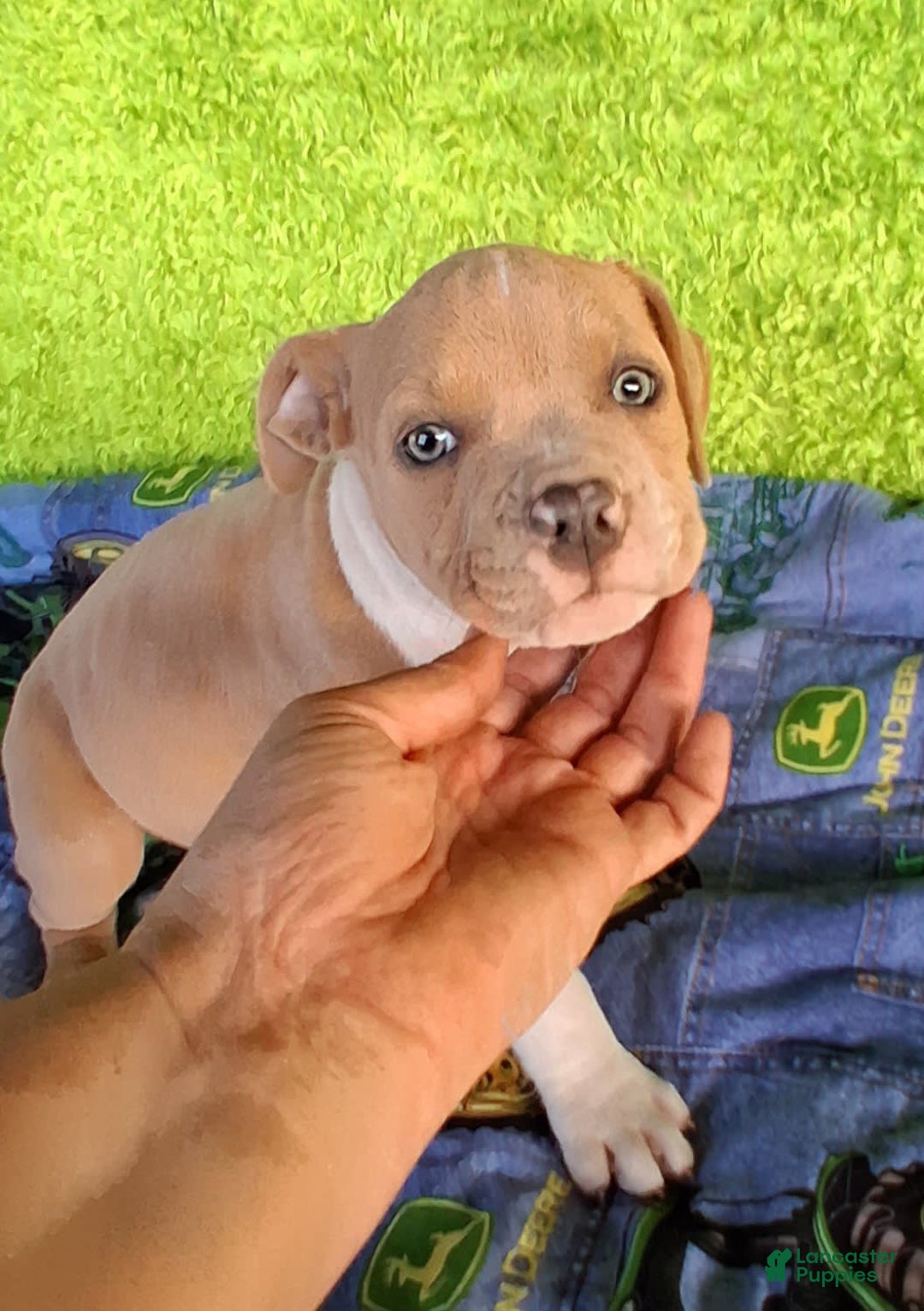 American Bully dogs for sale: Loki - Image 3